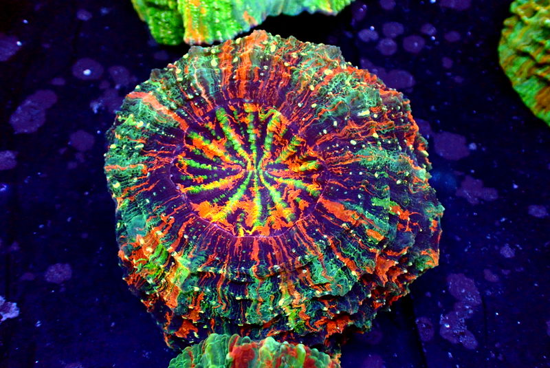 MASTER DONUT CORAL - Black Label Corals