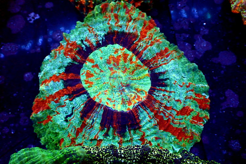 RAINBOW DONUT CORAL - Black Label Corals