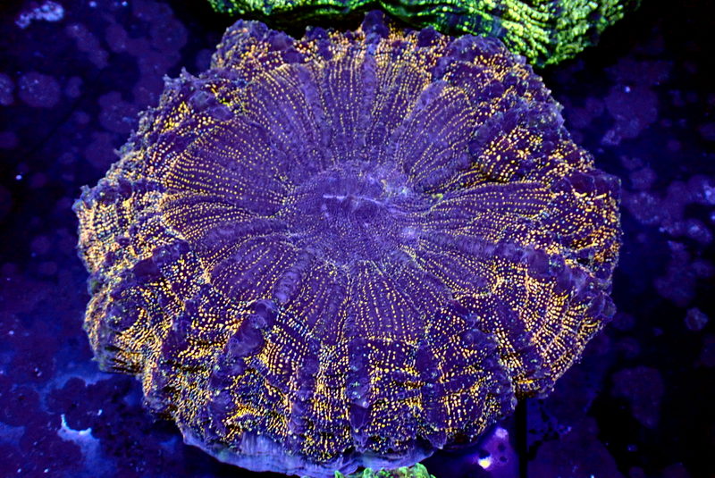 GOLD GLITTER DONUT CORAL - Black Label Corals