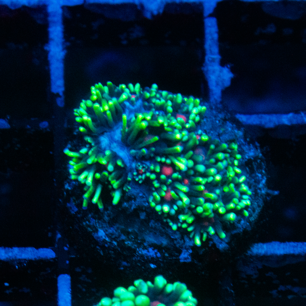 PURPLE CORE GONI - Black Label Corals
