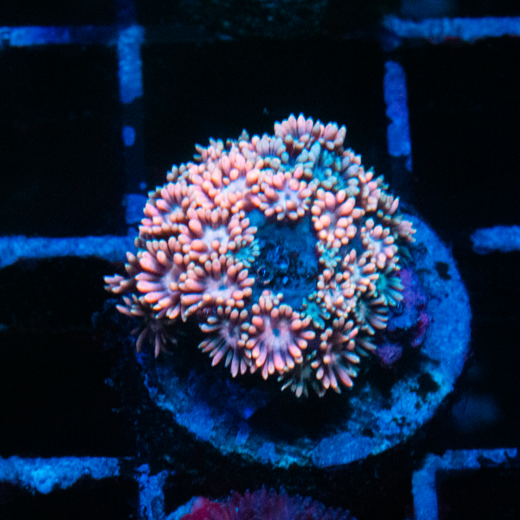 ULTRA GONI - Black Label Corals