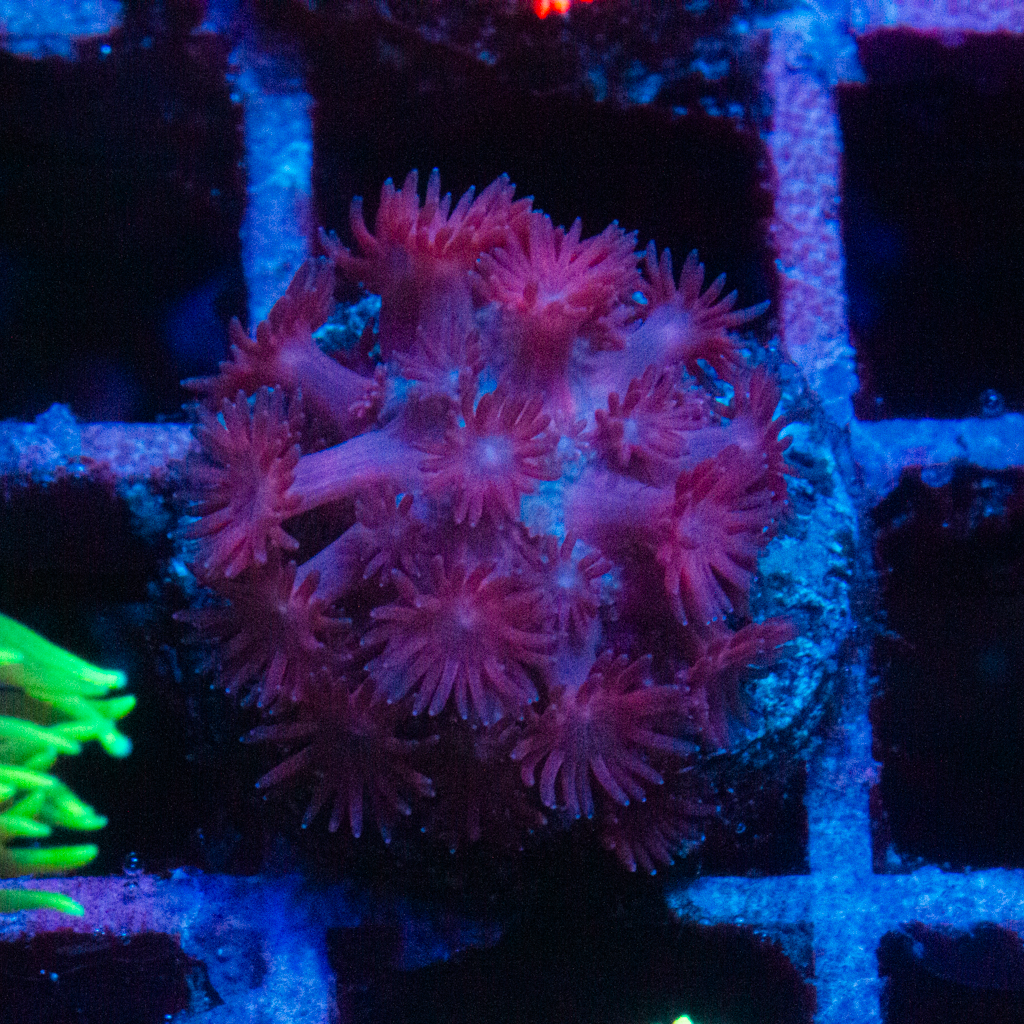 CHERRY GONI - Black Label Corals