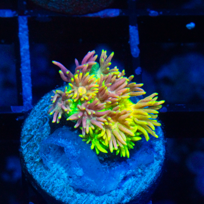 SKITTLES GONI - Black Label Corals