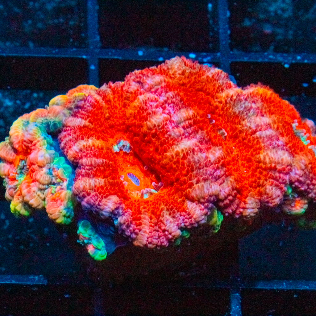 ULTRA ACAN - Black Label Corals