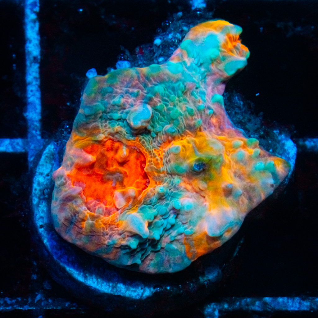CLOUDBERRY CHALICE - Black Label Corals