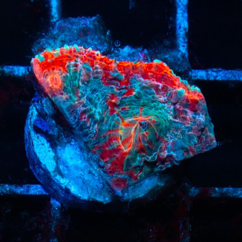 QUADCOLOR CHALICE - Black Label Corals