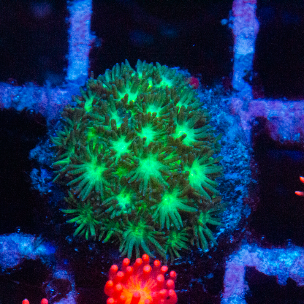 GOBLIN GONI - Black Label Corals