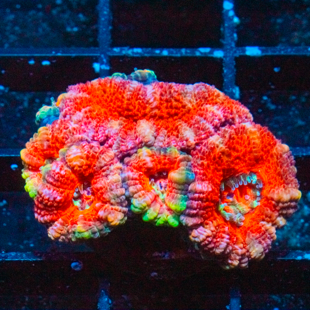 ULTRA ACAN - Black Label Corals