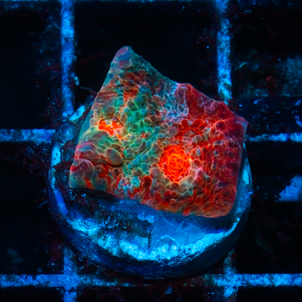 GREEN FLAME CHALICE - Black Label Corals