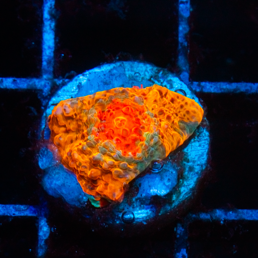 ULTRA CHALICE - Black Label Corals