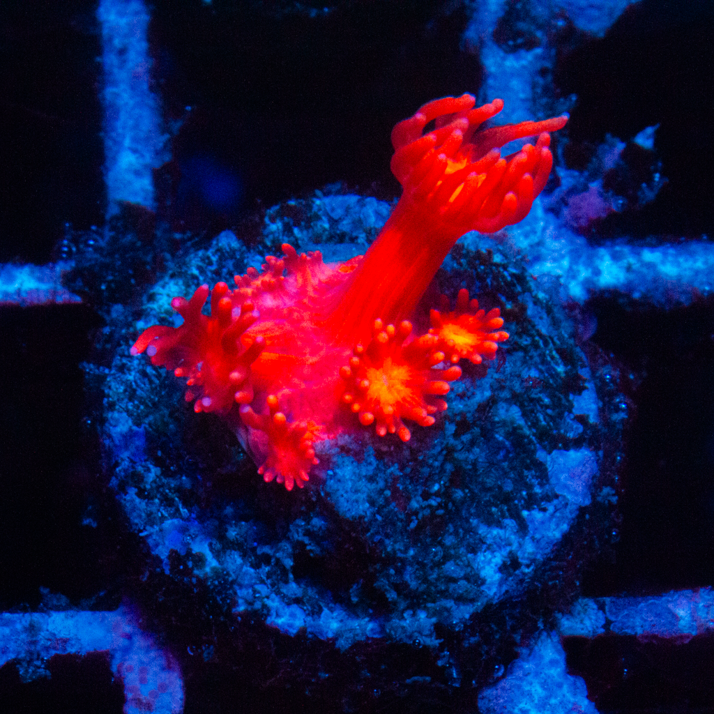 HYPER RED GONI - Black Label Corals