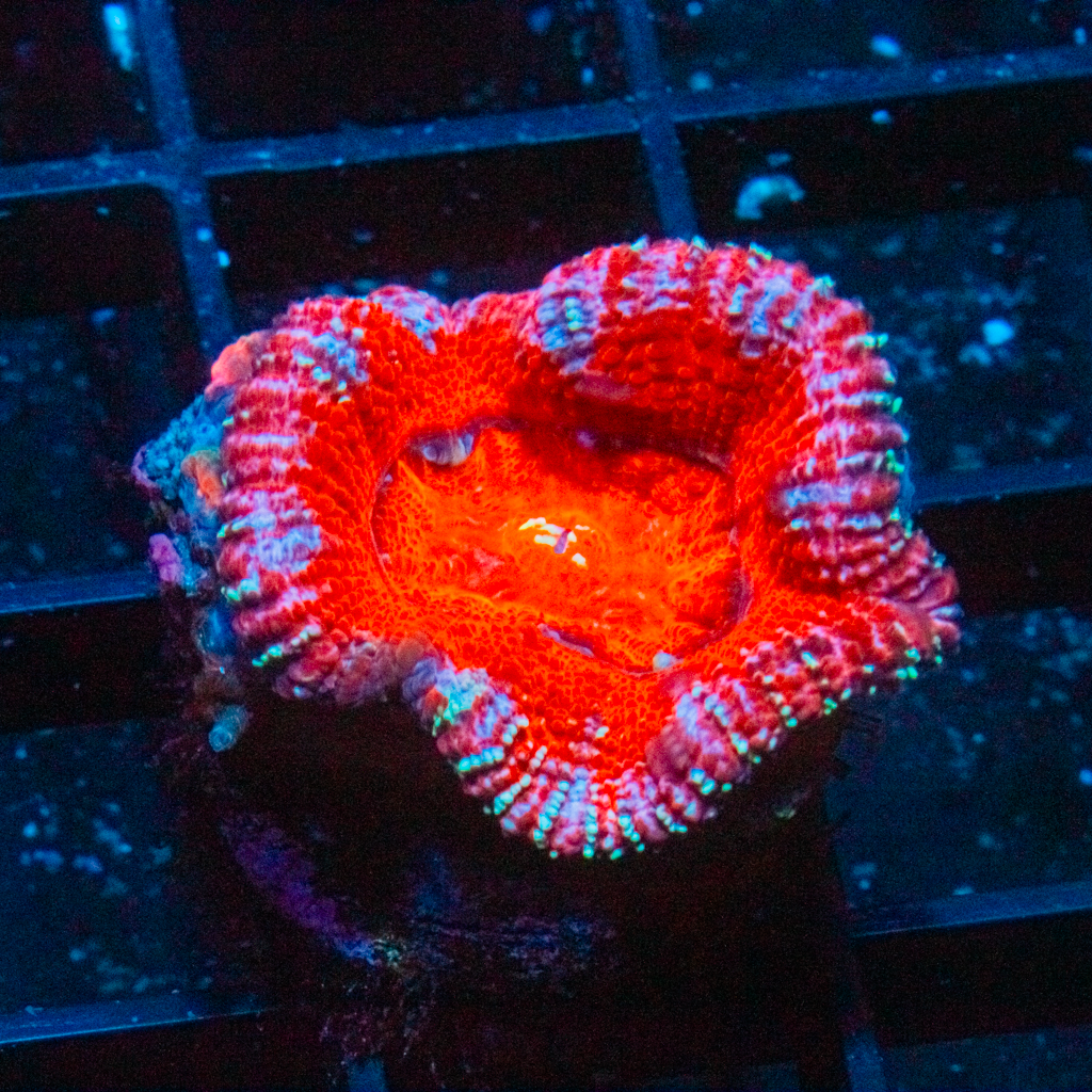 CANDYCANE ACAN - Black Label Corals