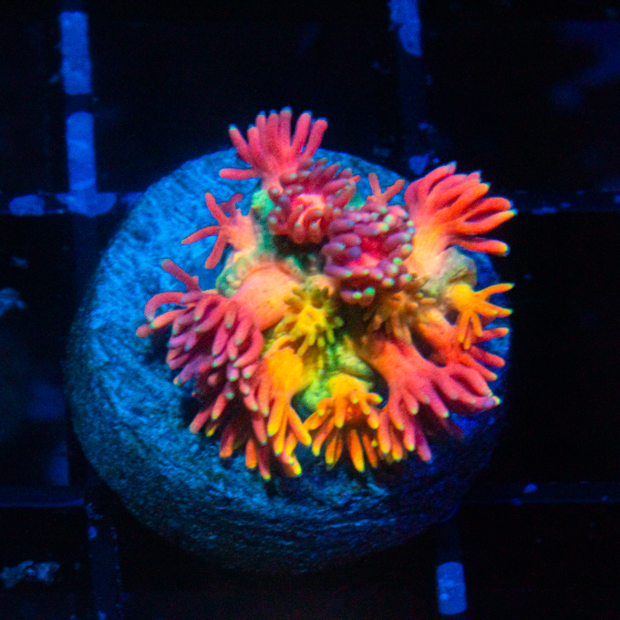 INFERNO GONI - Black Label Corals