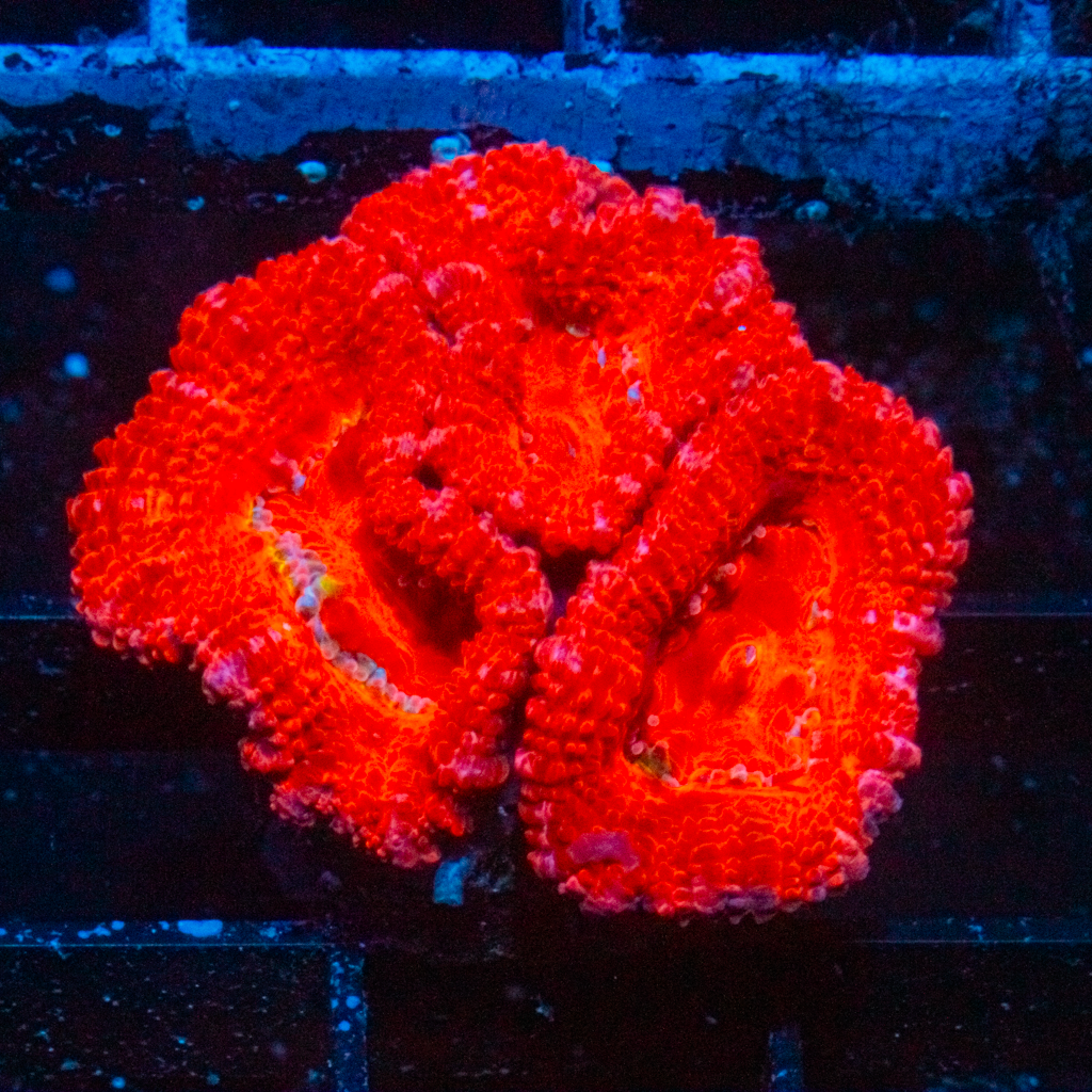 ULTRA RED ACAN - Black Label Corals