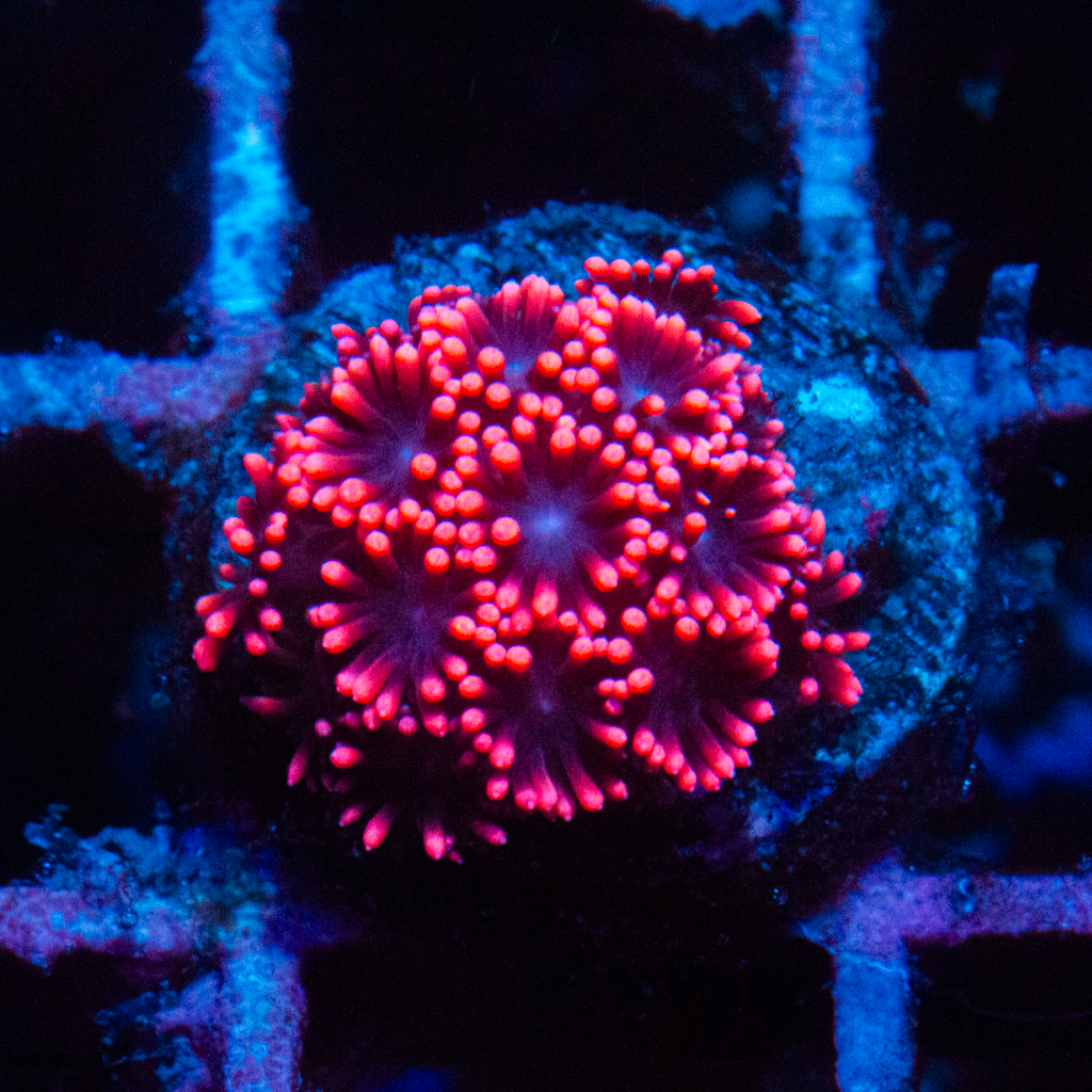 STRAWBERRY GONI - Black Label Corals
