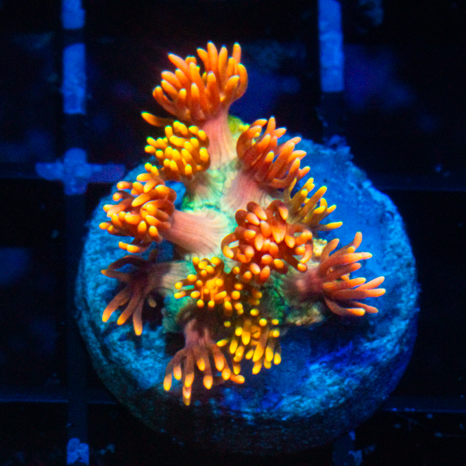 TASTE THE RAINBOW GONI - Black Label Corals