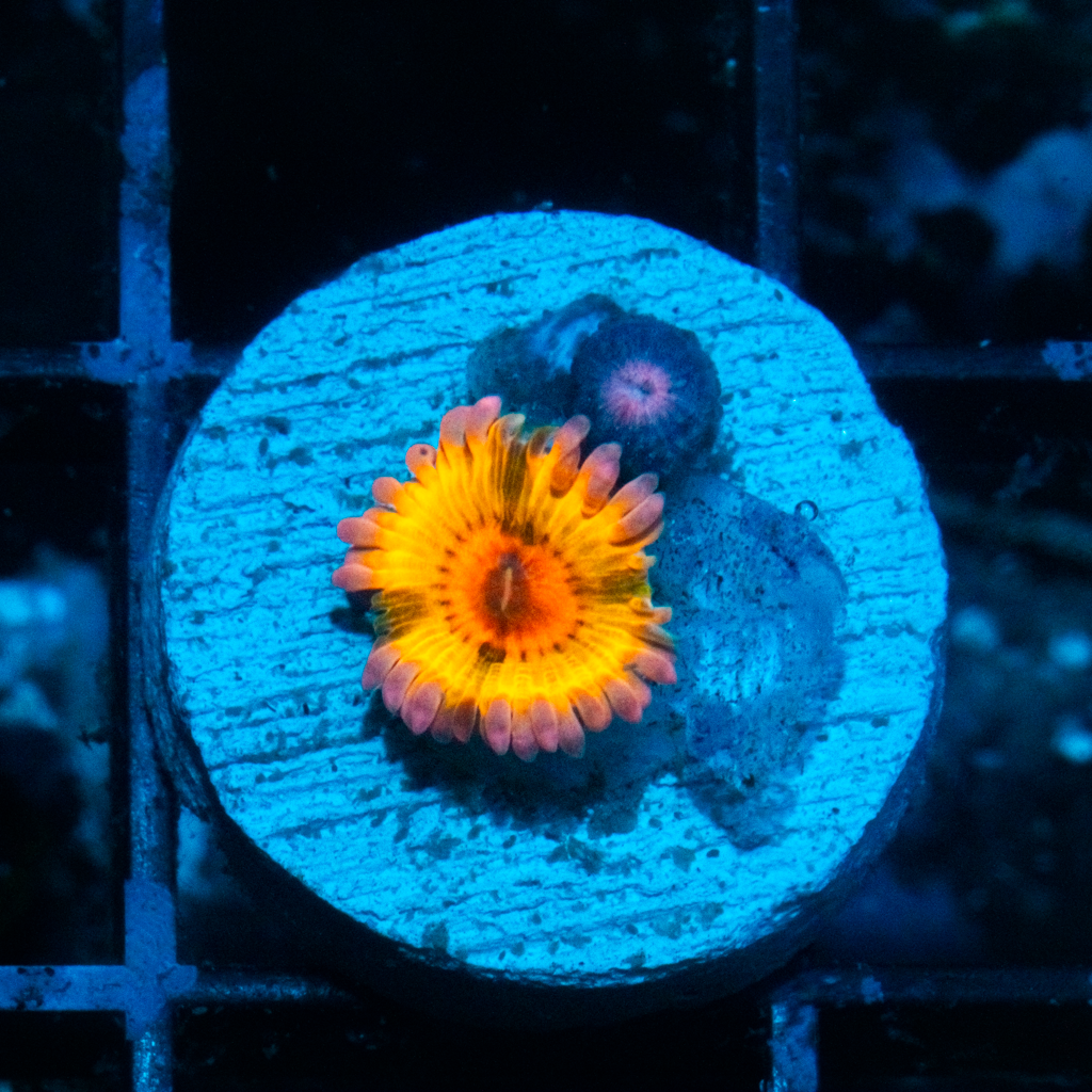 STRATOCASTER ZOA ~ 2 POLYPS - Black Label Corals