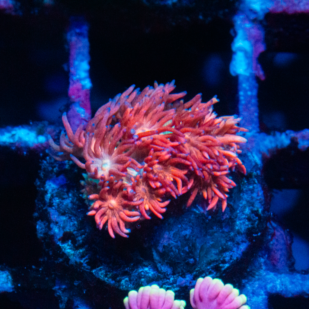 NERD ROPE GONI - Black Label Corals