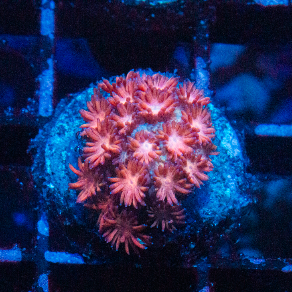 PINKBERRY GONI - Black Label Corals
