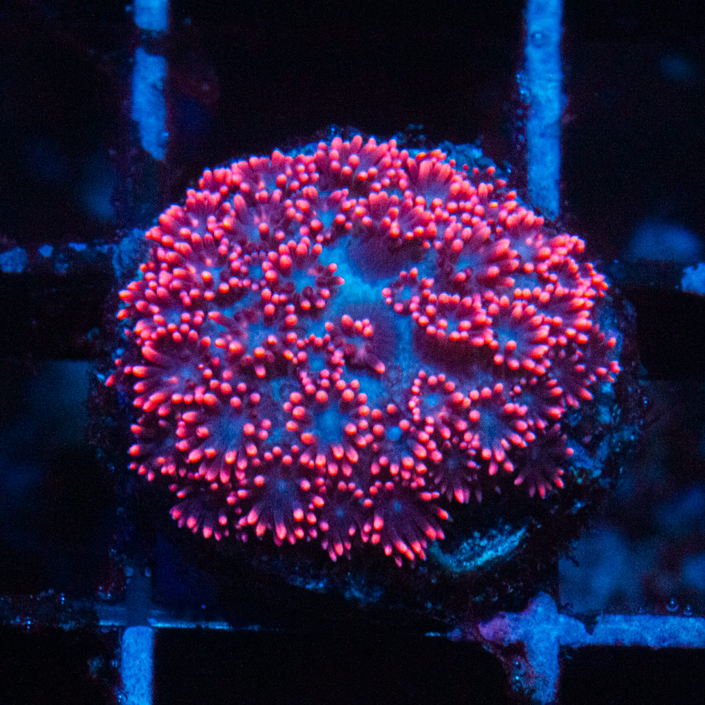 STRAWBERRY GONI - Black Label Corals