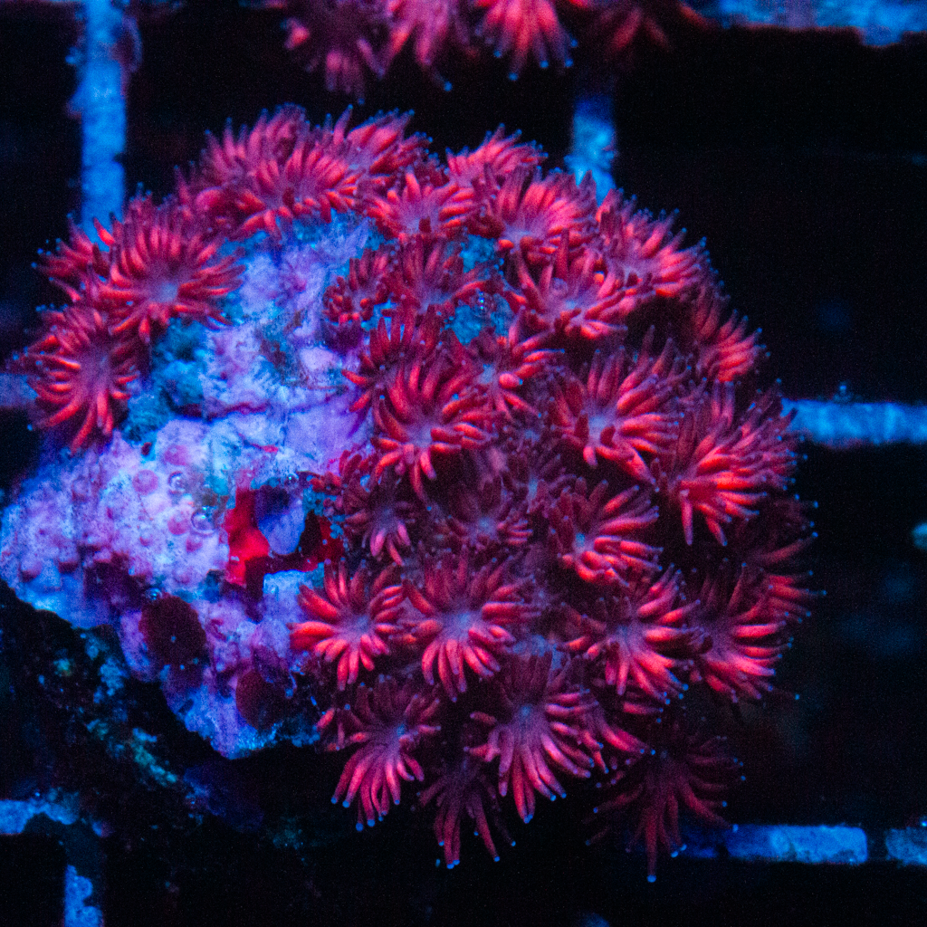 FUNKY RED GONI - Black Label Corals