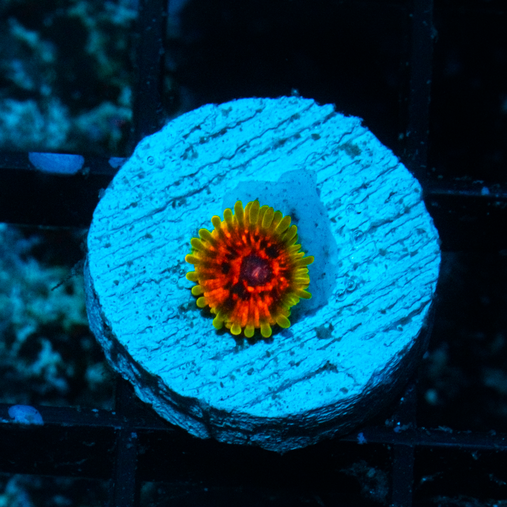 GMK ZOA - Black Label Corals