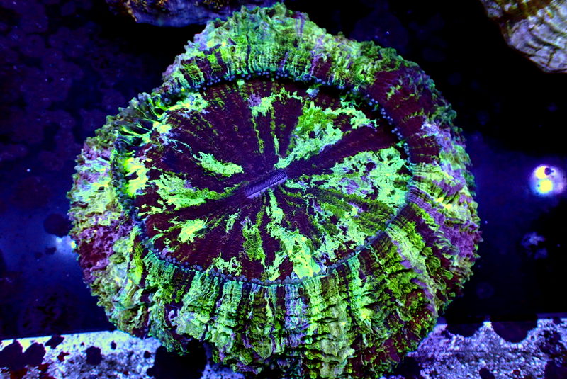 SPLATTER DONUT CORAL - Black Label Corals