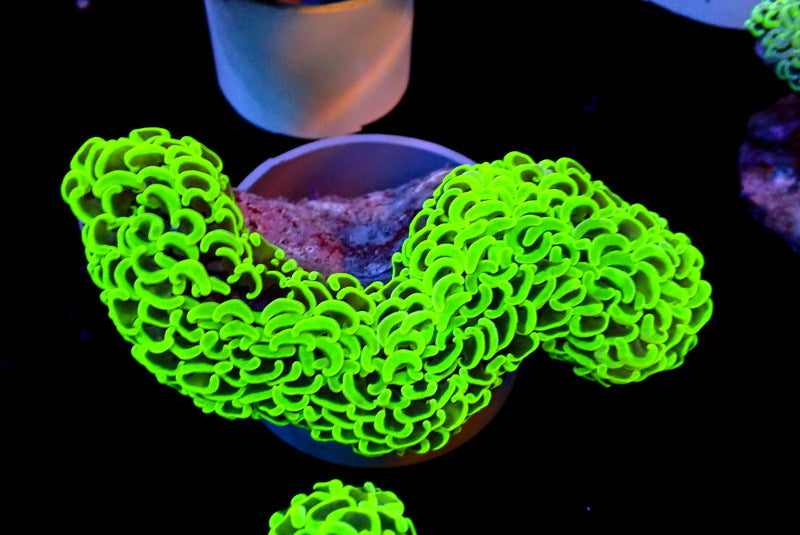 RADIOACTIVE HAMMER COLONY - Black Label Corals