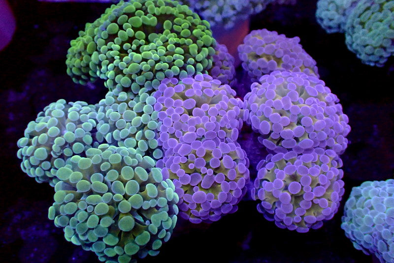 COMBO GRAIL HAMMER COLONY - Black Label Corals
