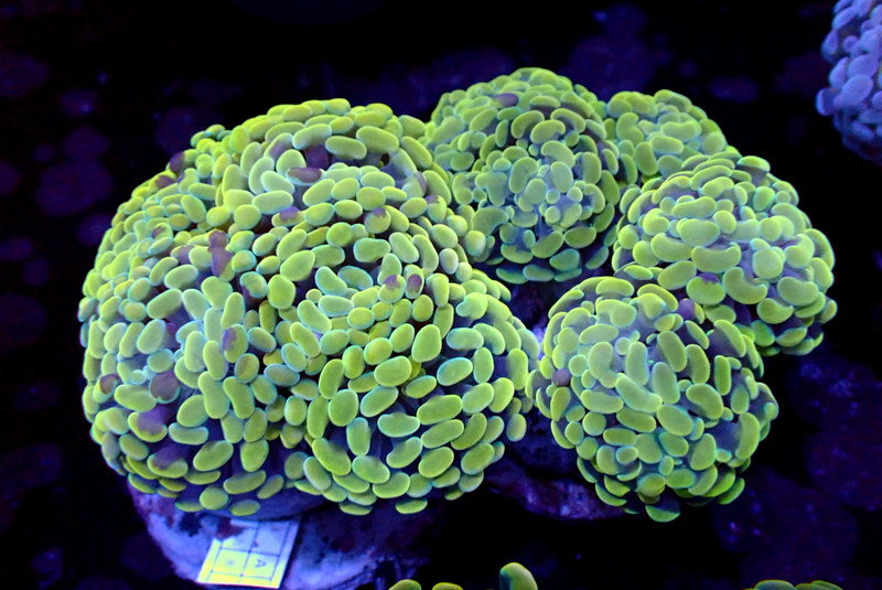 ULTRA GOLD HAMMER COLONY - Black Label Corals