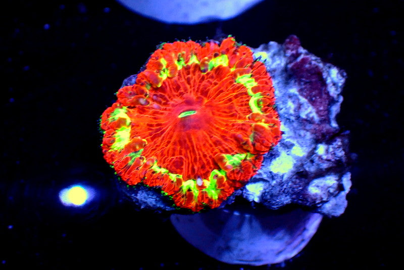 BIG HEAD BLASTO - Black Label Corals