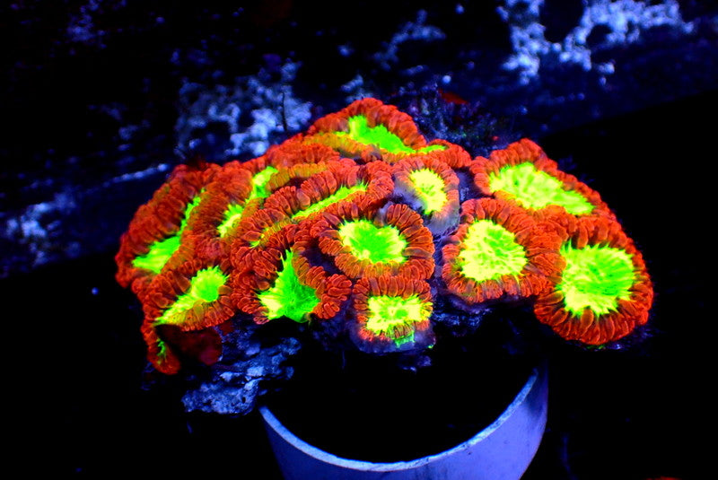 BICOLOR ULTRA BLASTO COLONY - Black Label Corals