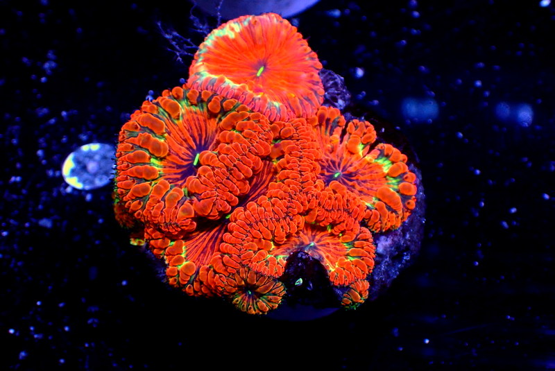 DEADPOOL BLASTO COLONY - Black Label Corals