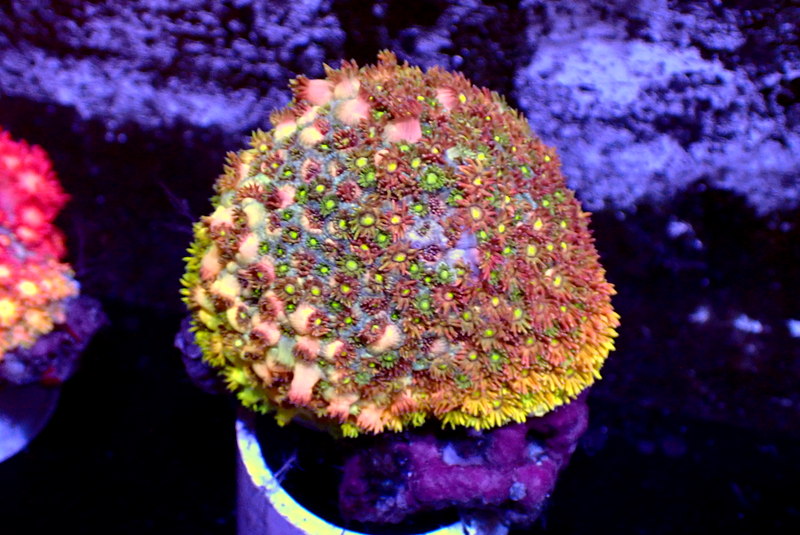 MASTER GONI COLONY - Black Label Corals