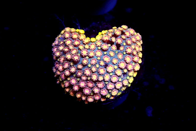 PINK RAINBOW GONI COLONY - Black Label Corals
