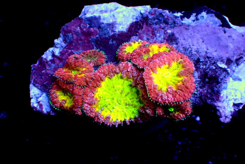 RAINBOW BLASTO COLONY - Black Label Corals
