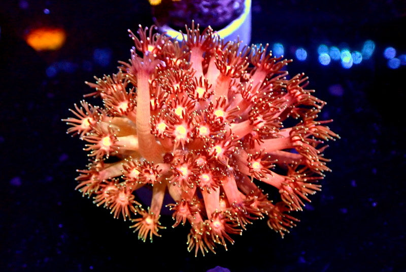 PINK GONI COLONY - Black Label Corals
