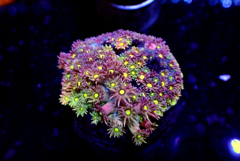 MASTER GONI COLONY - Black Label Corals