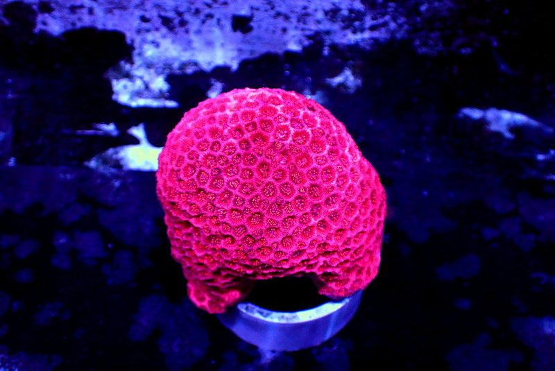 HYPER PINK GONI COLONY - Black Label Corals