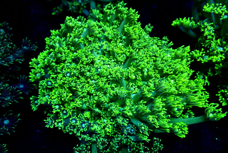 GREEN GONI COLONY - Black Label Corals