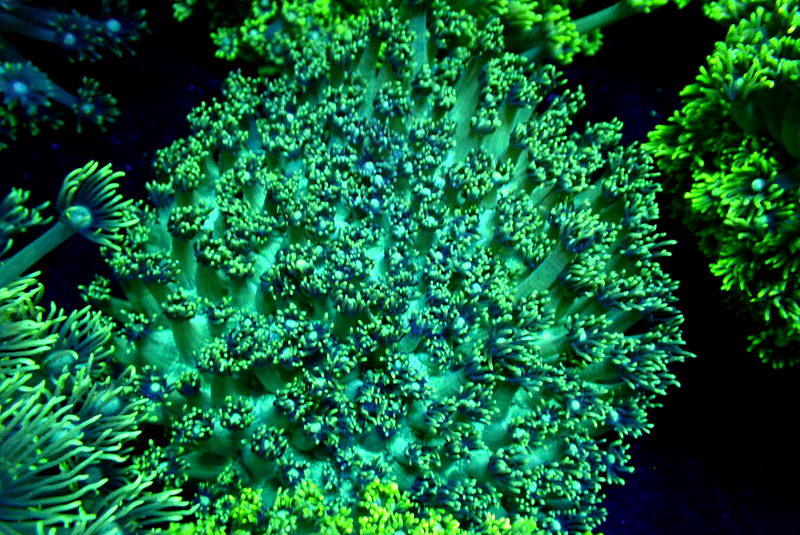 GREEN GONI COLONY - Black Label Corals