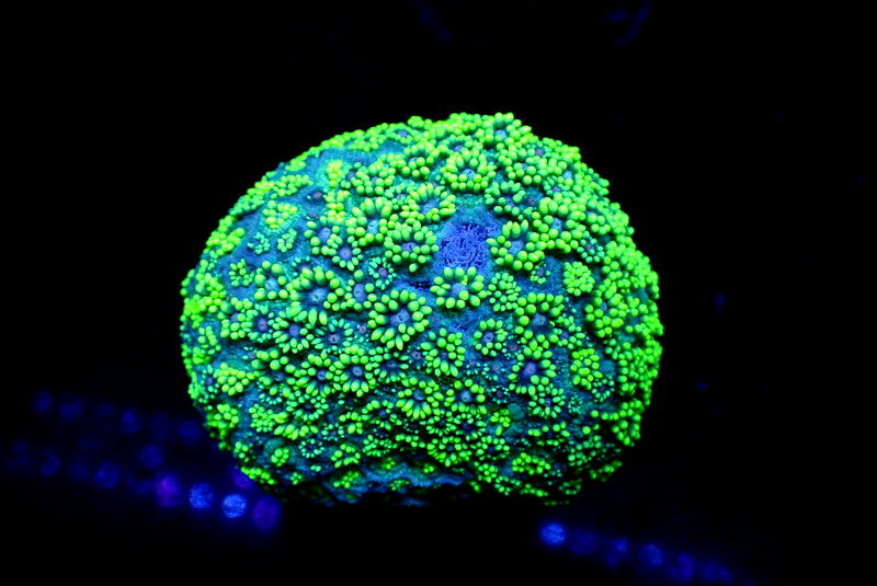 PURPLE CORE GONI COLONY - Black Label Corals