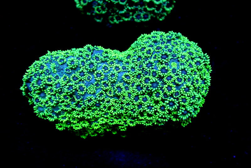 PURPLE CORE GONI COLONY - Black Label Corals