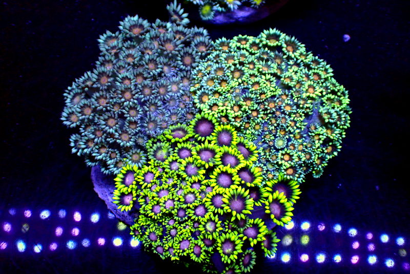 COMBO GONI COLONY - Black Label Corals