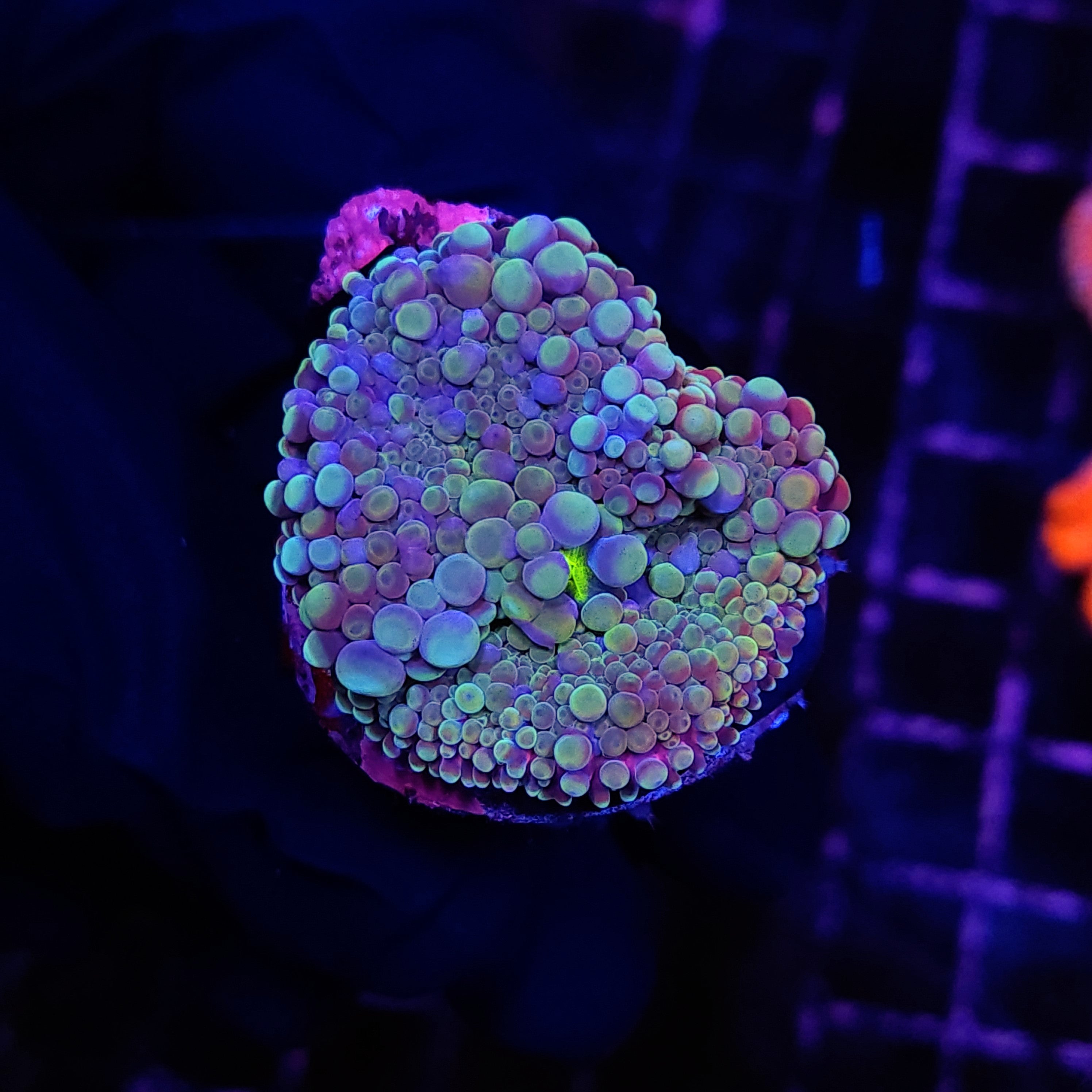 ULTRA RICORDEA - Black Label Corals