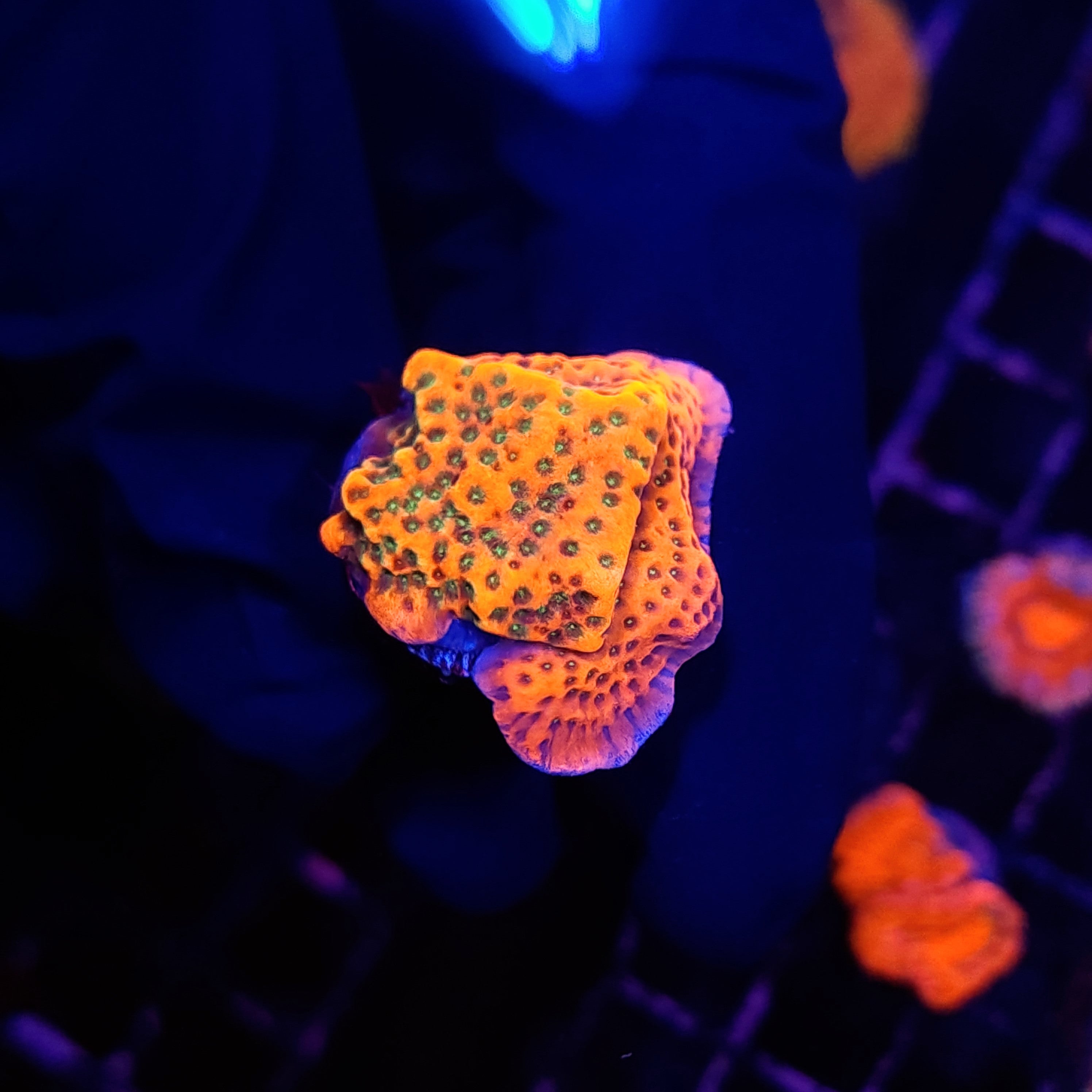 TROPIC THUNDER MONTI - Black Label Corals