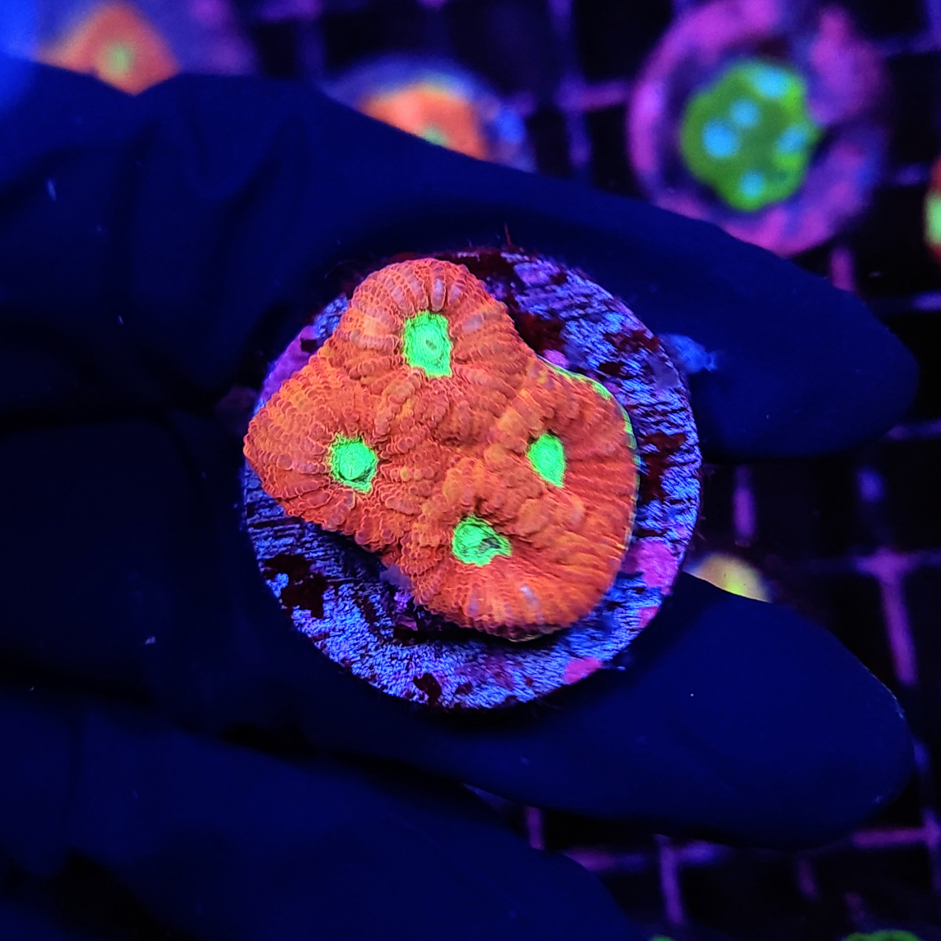 INDOSOUL FAVIA - Black Label Corals