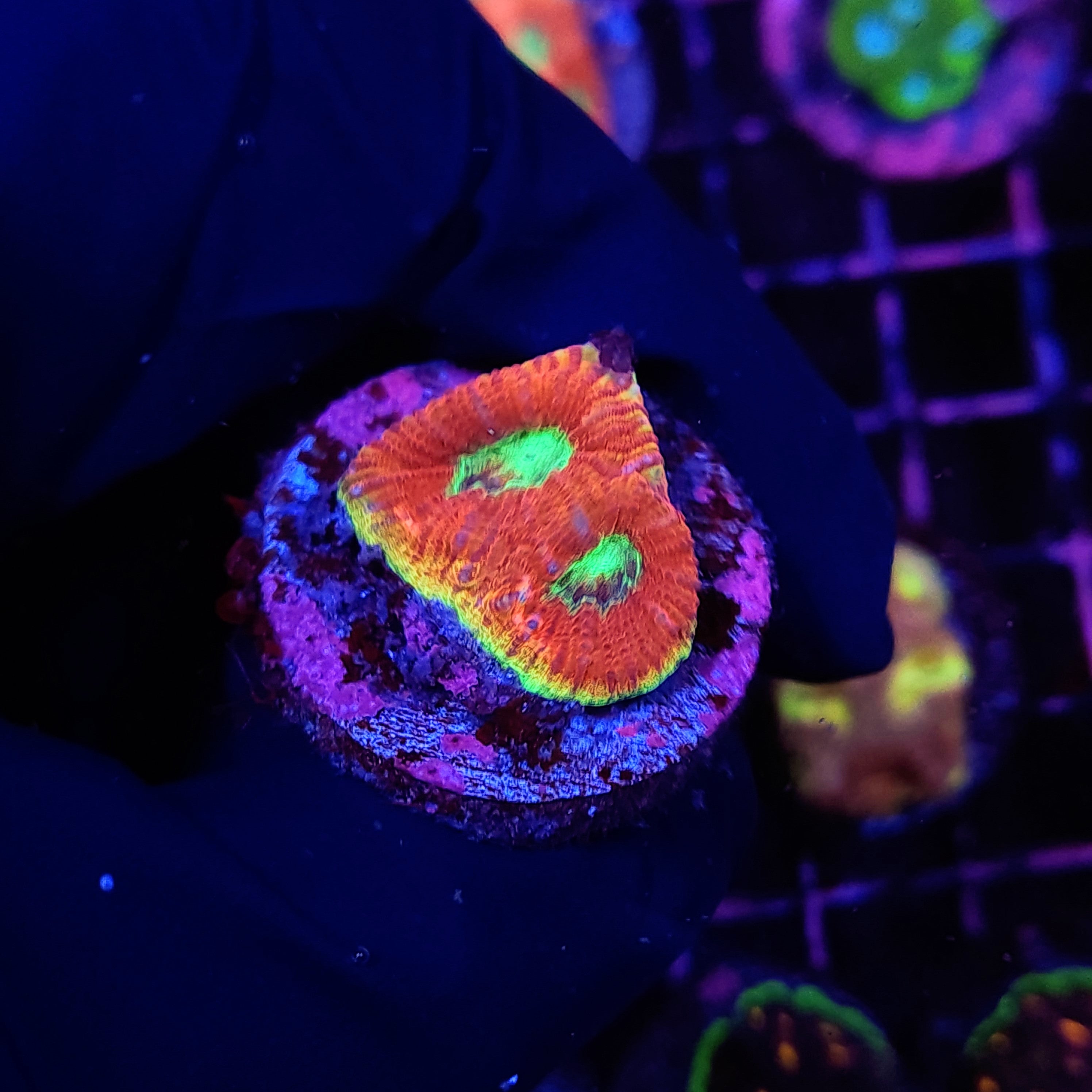 INDOSOUL FAVIA - Black Label Corals