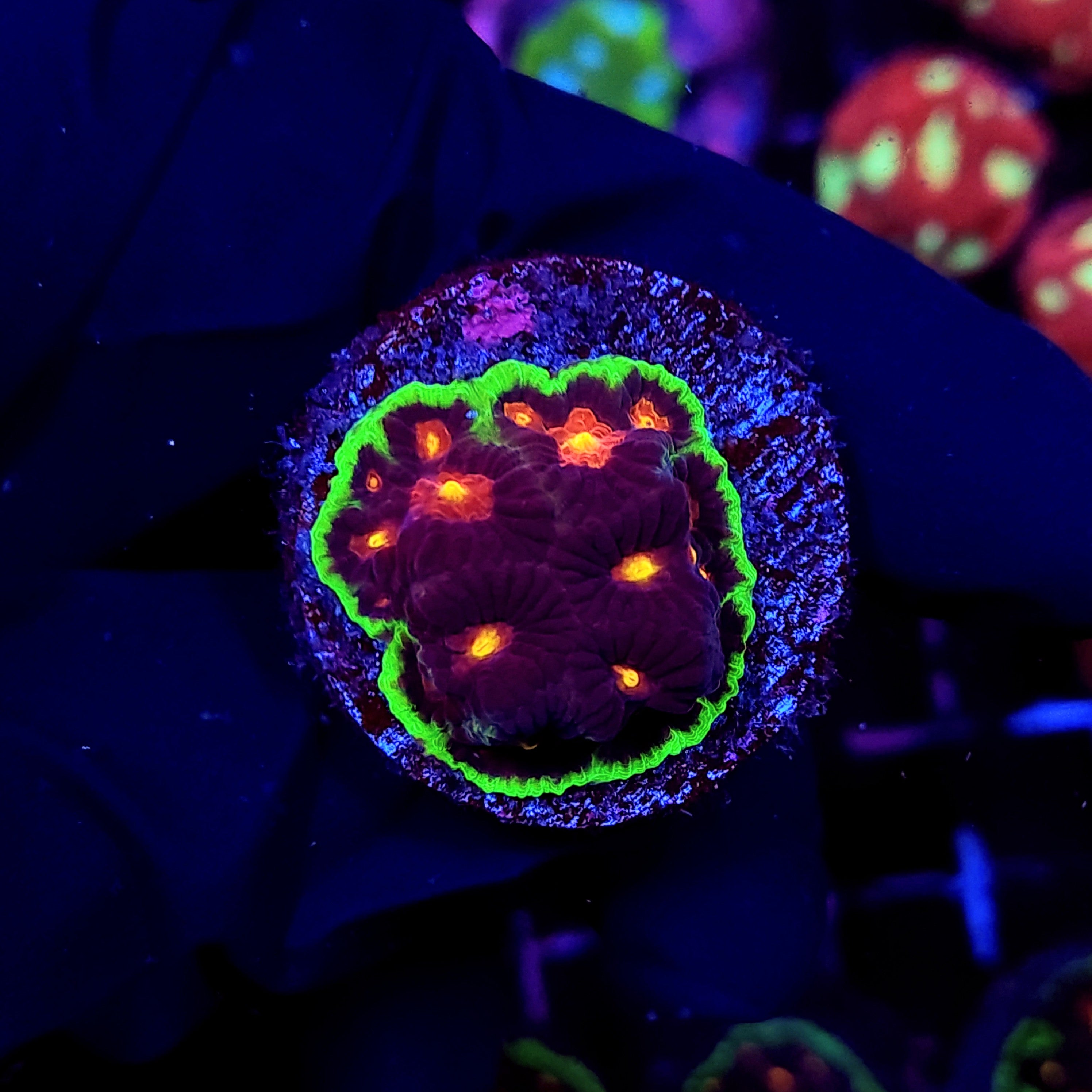 PURPLE FUSION FAVIA - Black Label Corals
