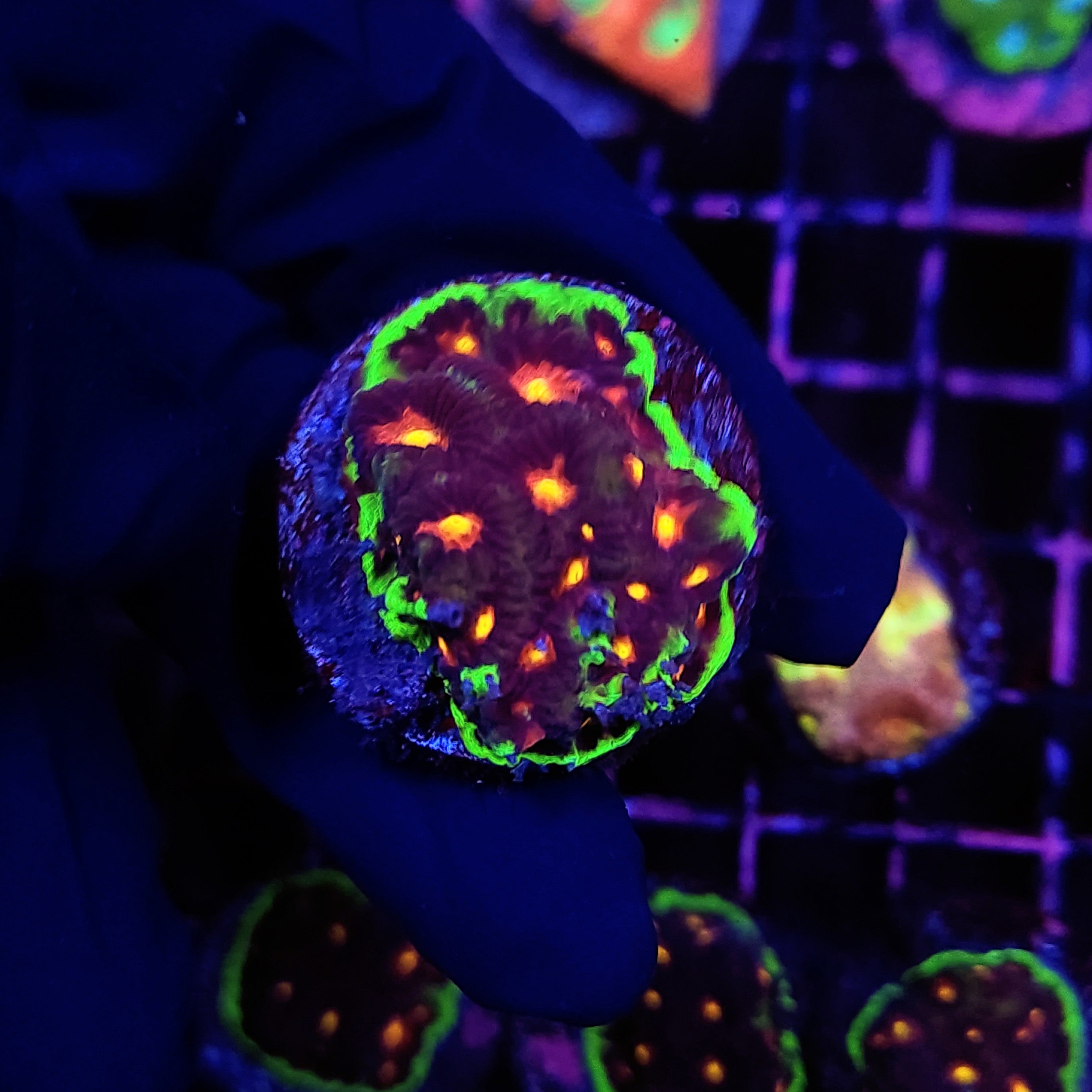 PURPLE FUSION FAVIA - Black Label Corals